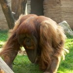 Stary orangutan